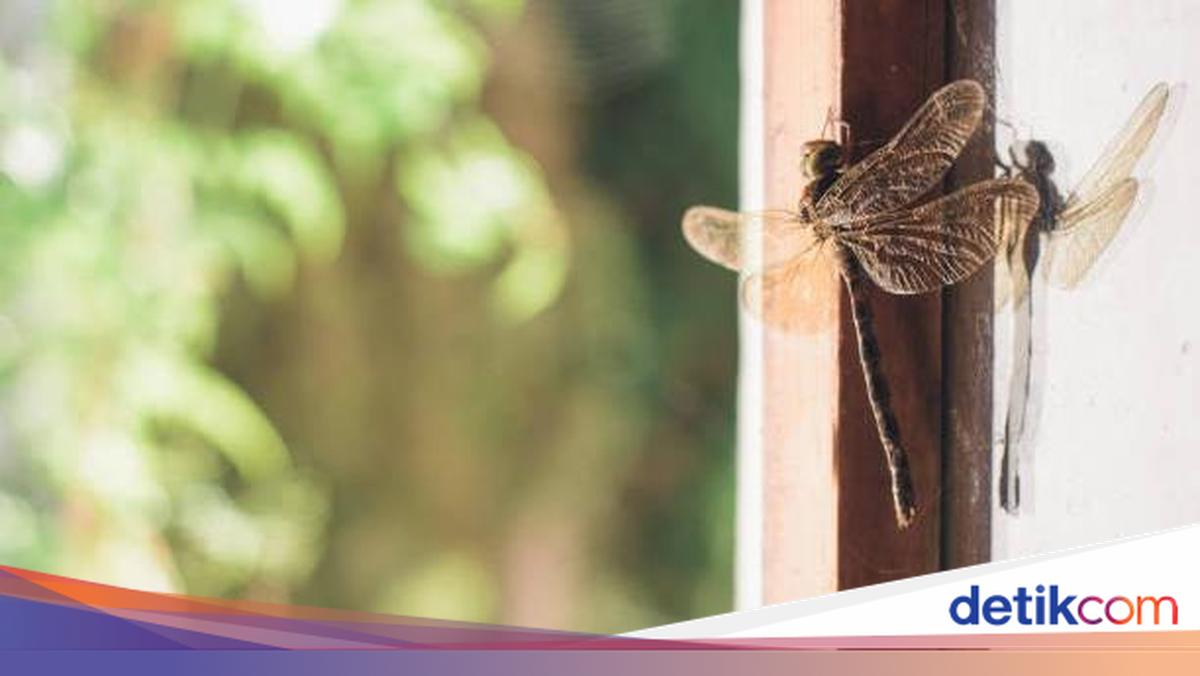 Capung Masuk Rumah? Bisa Jadi Pertanda Ini