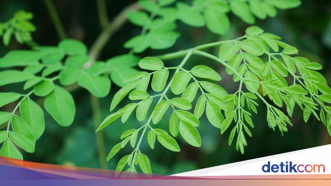 Manfaat Daun Kelor dan Berbagai Cara Mengolahnya