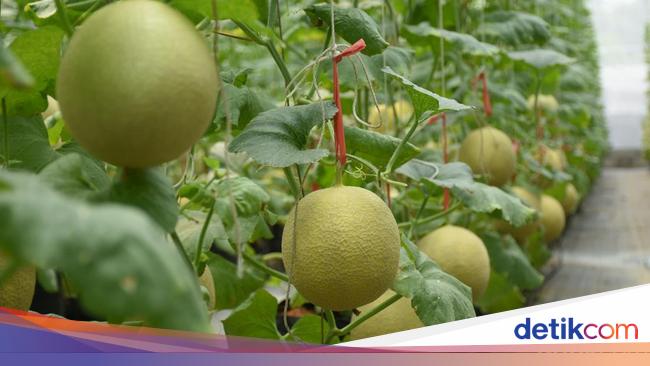 7 Jenis Melon Terpopuler di Tanah Air, Pernah Coba yang Mana?