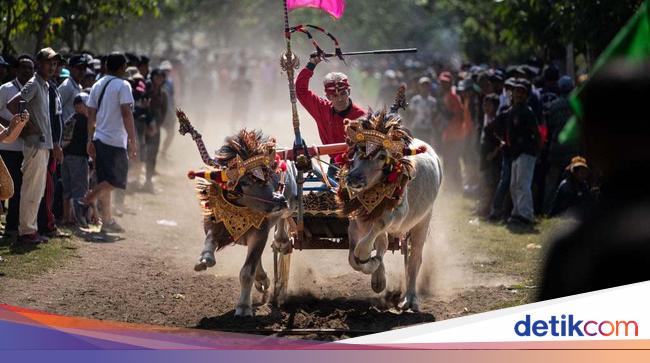 Serunya Pacuan Kerbau Tradisional di Jembrana Bali