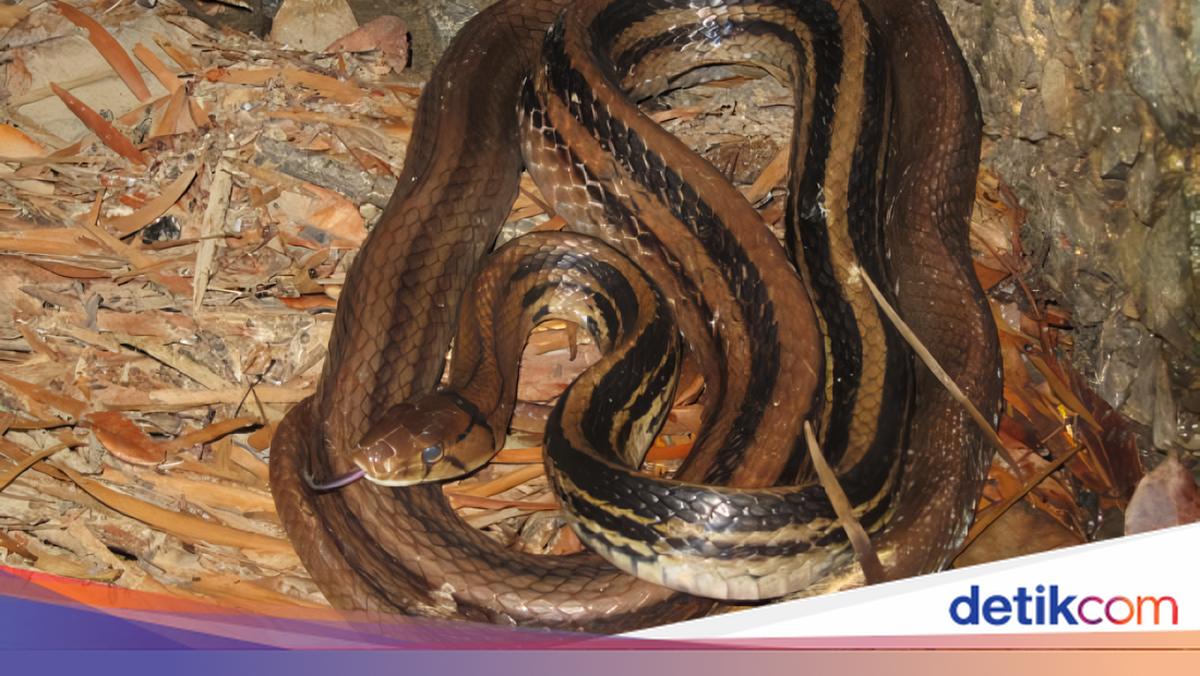 Ular Sapi Tiba-tiba Jatuh dari Plafon Rumah Bikin Panik Warga Jatim