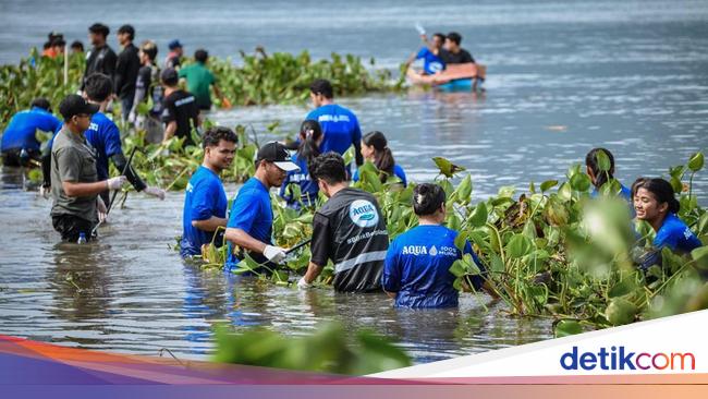 AQUA Bersihkan 12 Ton Eceng Gondok Danau Toba Bersama Pandawara Group