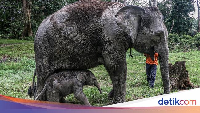 Kabar Bahagia! Gajah Ngatini Lahirkan Bayi Betina di TWA Buluh Cina