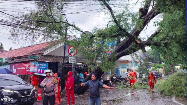 Pohon Tumbang di Cipete Jaksel, Lalu Lintas Tersendat