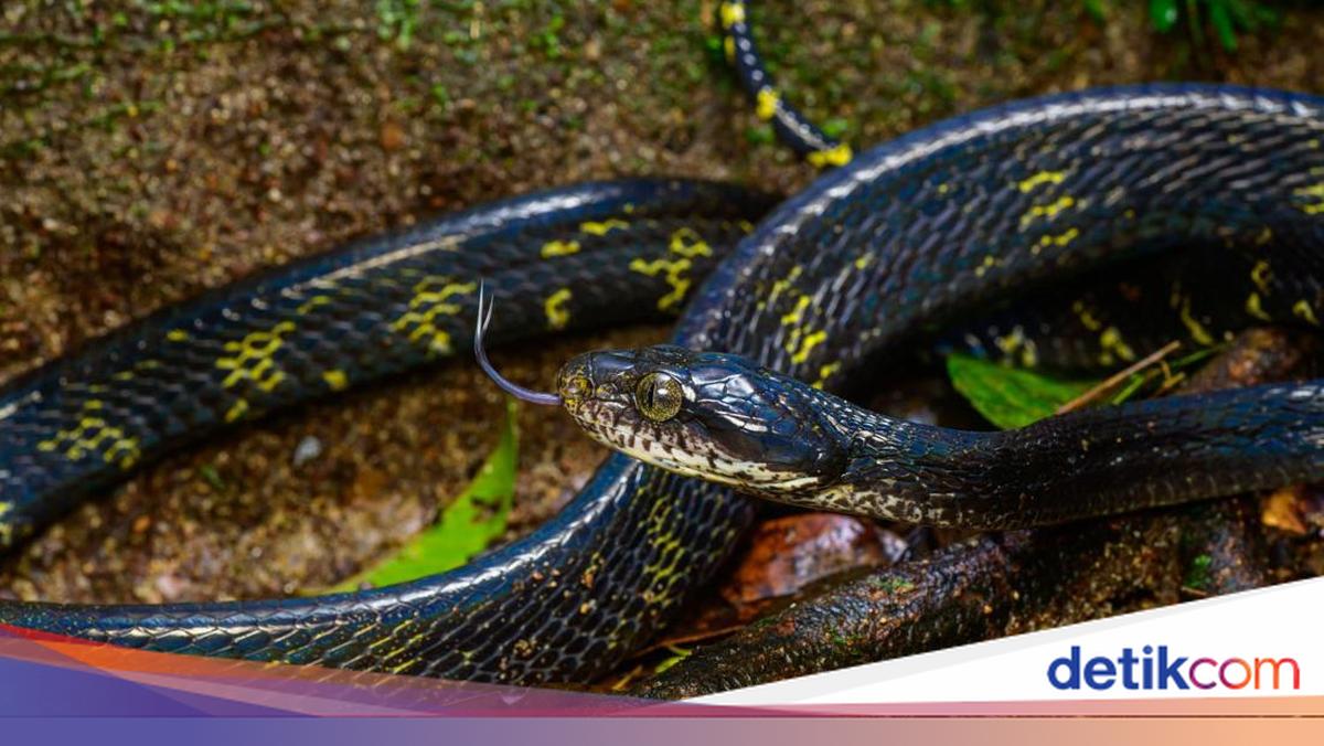 Ular Kucing Apakah Berbisa dan Berbahaya? Mari Kenali Fakta Menariknya!