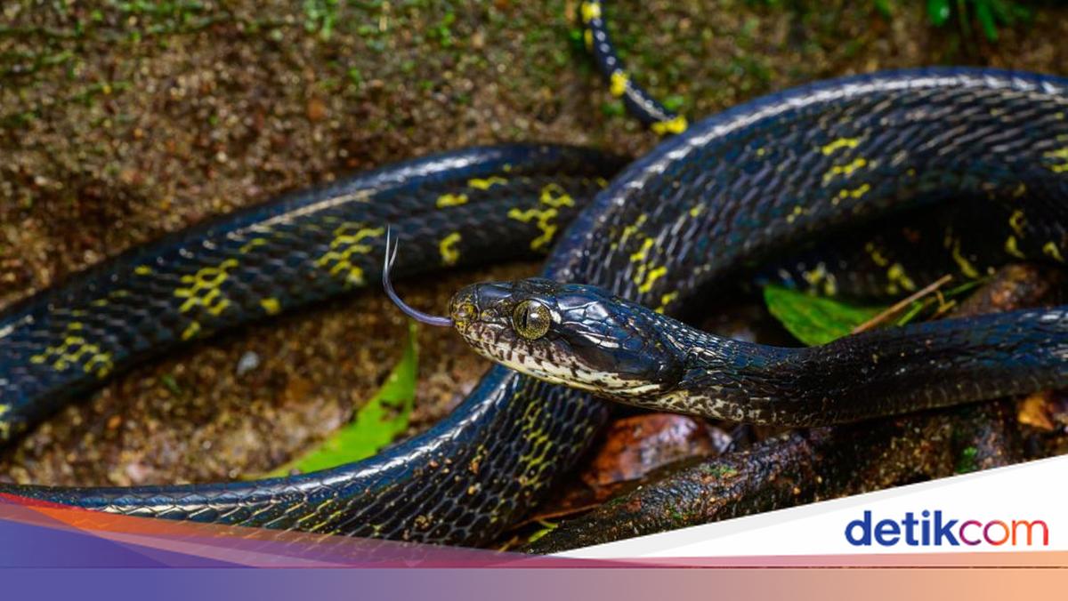 Hovuzdagi qizlar porno video Paypoqdagi porno (2011)