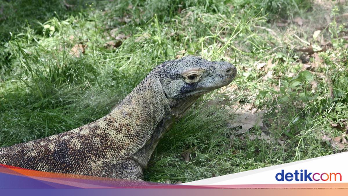 Warga Perumahan Bhayangkara Frinanda, Sukabumi panik saat aliran air bersih mati total. Penyebabnya, seekor anak biawak tersangkut di pipa utama.

Via @detikjabar_