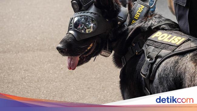 5 Anabul Andalan Pengungkap Kejahatan, dari Kasus Narkoba Hingga Lacak DPO