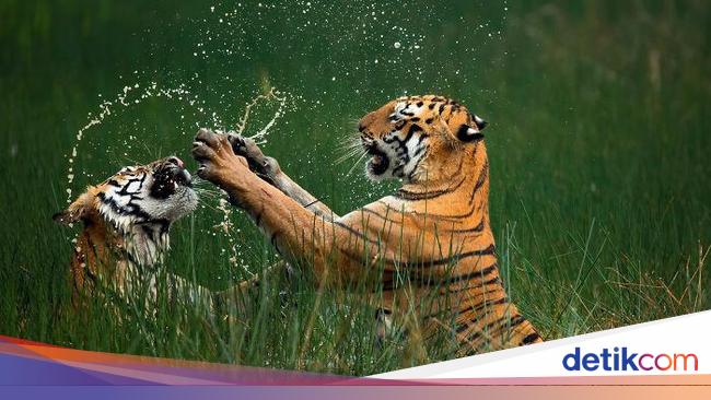 Karya Jawara Foto Alam Abdaikan Aksi Unik Para Hewan Bikin Terkesima