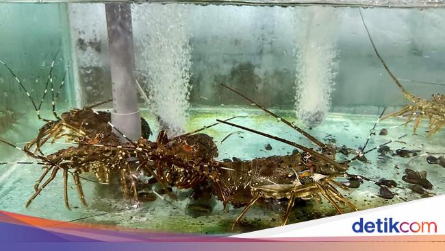 Keren! Lobster dari Desa Bangsring Banyuwangi Diekspor ke China