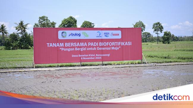 Padi Biofortifikasi Hasilkan Beras Mengandung Zat Besi 3 Kali Lipat