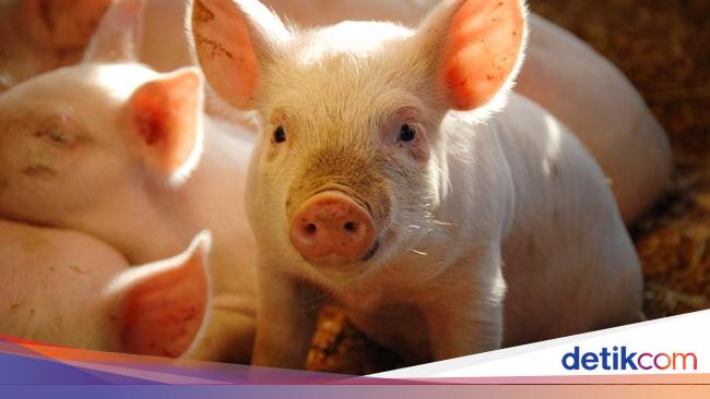 Muslim Wajib Tahu! Fakta dan Mitos Daging Babi yang Masih Dipercaya