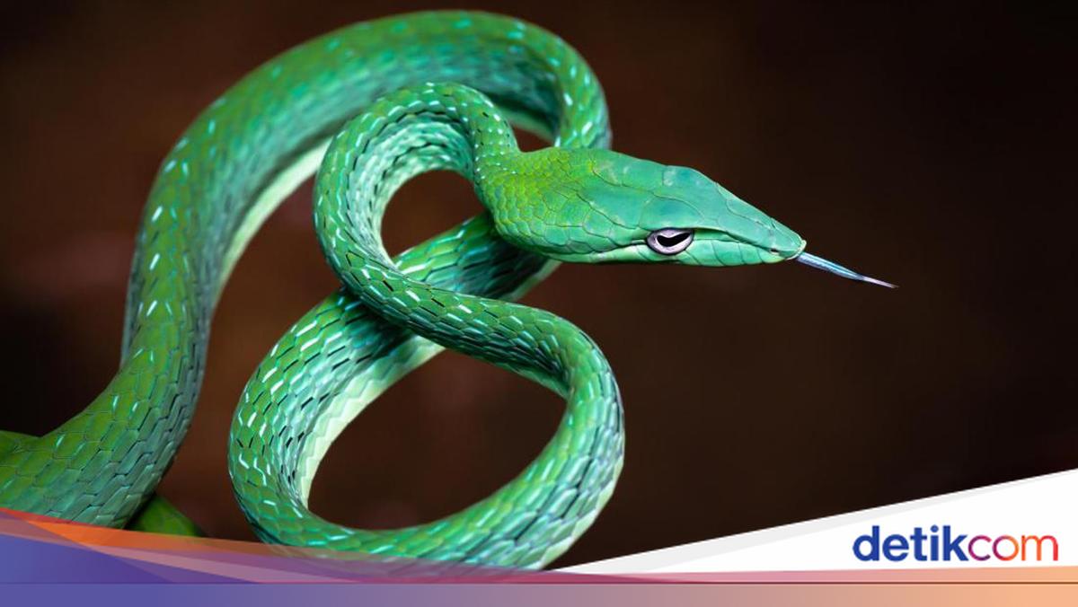 Kemunculan ular di permukiman meningkat, terutama saat hujan. Berikut ini 7 bau alami yang bisa mengusir ular dan cara aman untuk melindungi rumah Anda.

Via @detikjabar_