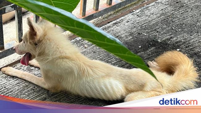 5 Anjing Terkunci 5 Bulan dalam Rumah Kosong di Bali, 2 Mati Kelaparan