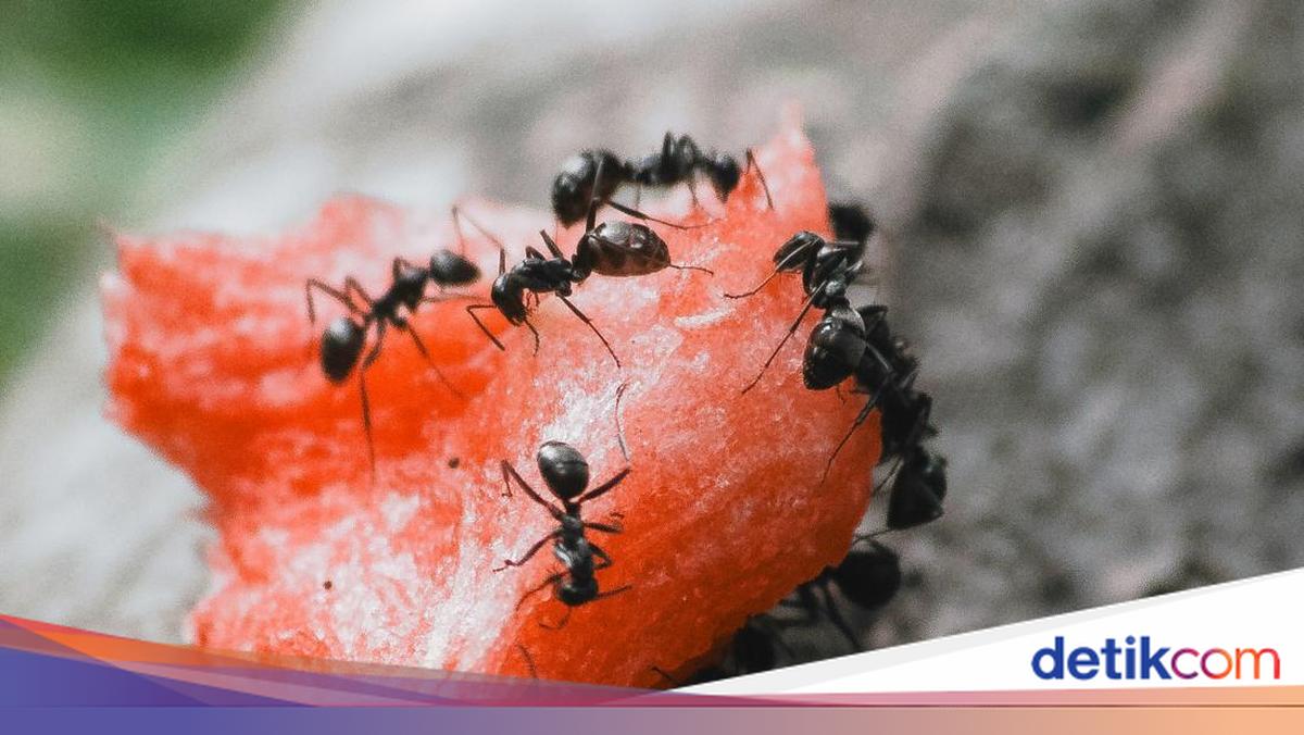 Semut Rangrang Hitam Banyak Semut Hitam di Rumah, Pertanda Apa?