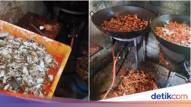 Jijik! Dapur Penjual 'Baby Crab' Ini Penuh Lalat