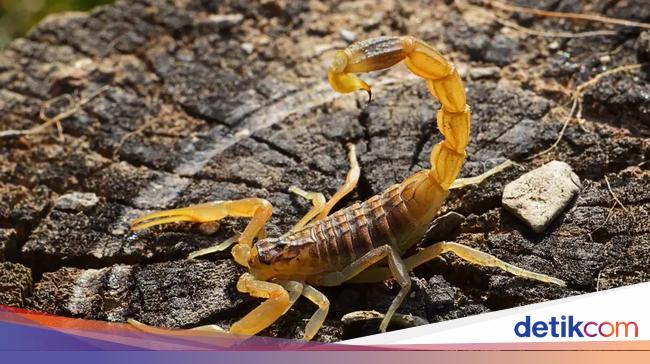 Teror Serbuan Kalajengking Kuning gegara Sampah