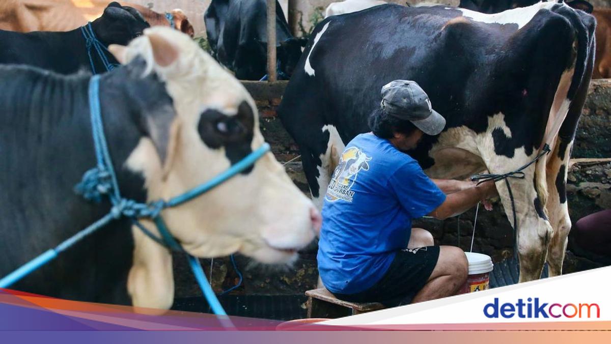 Api Sapi Wamentan Sebut Ratusan Ekor Sapi Perah Impor Masuk RI