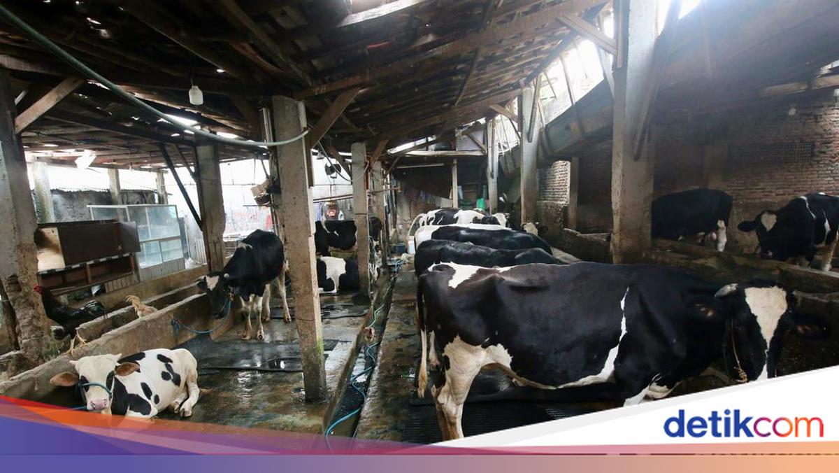 BRIN Gandeng Organisasi Pangan dan Pertanian PBB Genjot Produksi Susu