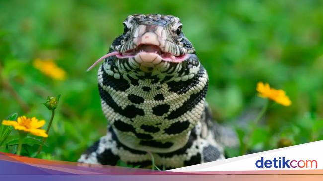 Seram! Ratusan Kadal Sebesar Anjing Berkeliaran Bikin Kacau