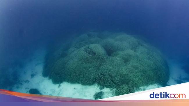 Foto Karang Terbesar di Dunia dari Lautan Pasifik