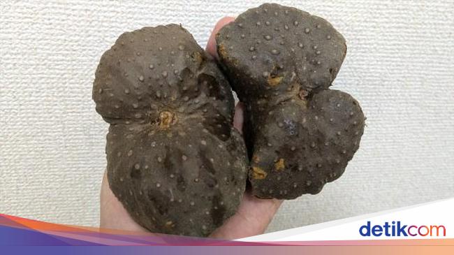 Wow! Kentang Alien seperti Batu Hitam Ini Harganya Sebuah Rp 15.000