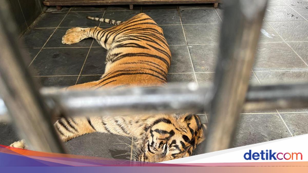 Sedih, Si Uni Mati di Taman Rimba Jambi