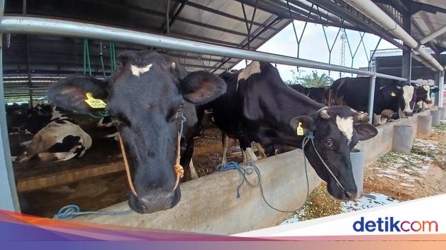 Peternak Tak Yakin Target Impor Sapi Perah 250 Ribu Ekor Tercapai
