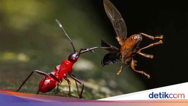 Karya Jawara Kontes Foto Close-Up Bikin Takjub