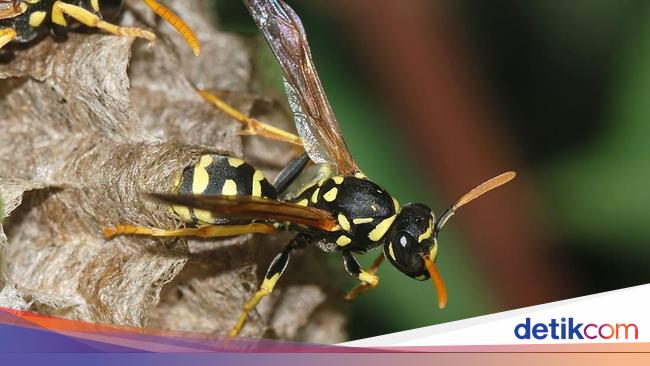 10 Tawon Paling Mengerikan di Dunia, Sengatannya Bisa Tewaskan Manusia