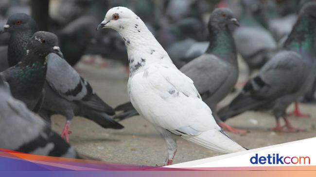 10 Khasiat Daging Merpati untuk Kesehatan, Menunda Penuaan Salah Satunya