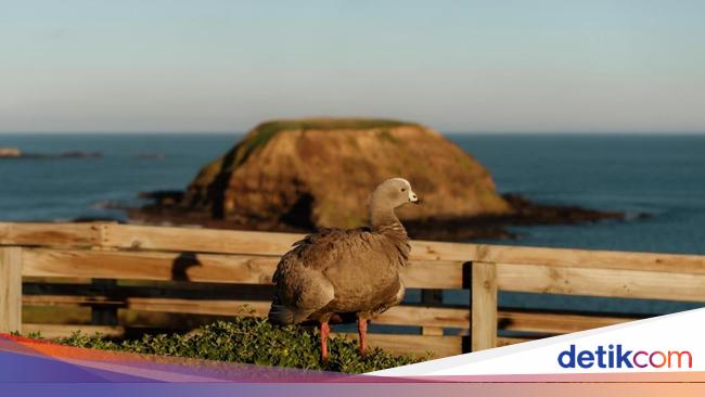 Ingin Liburan di Melbourne? Ini 5 Alasan Wajib Kunjungi Phillip Island