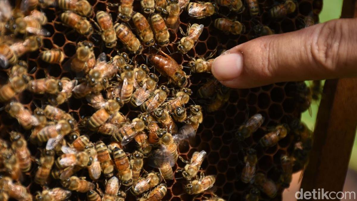 よろしいです！ミツバチの毒は、癌治療に新たな希望を提供します