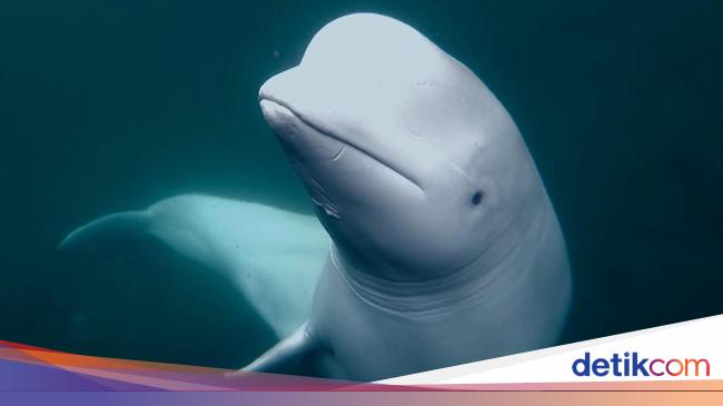 Misteri Paus Beluga yang Dituduh Mata-mata Rusia