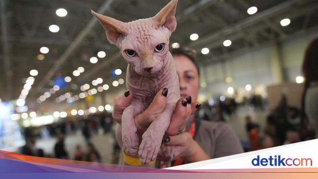 Saat Kucing-kucing Bersaing di 'Kontes Kecantikan' SuperCat Roma