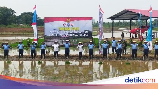 Dukung Program Ketahanan Pangan, TNI AU Tanam Padi di Lahan Lanud Halim