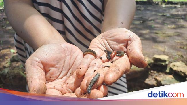 チーク毛虫がグヌンキドゥルを襲い、面白がって金儲け