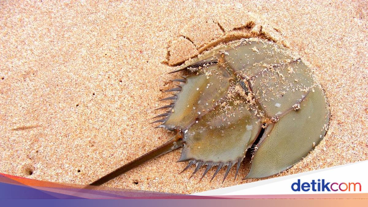 Horseshoe Crabs: Why These “Crabs” Are Actually Related to Spiders