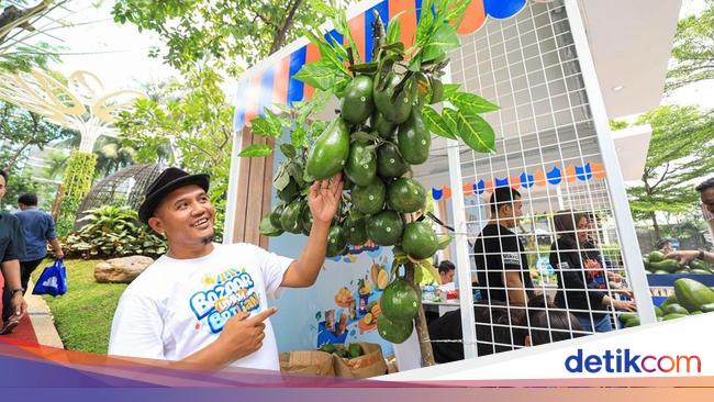 Lewat BRI Klasterku Hidupku, Petani Berhasil Kembangkan Budidaya Alpukat