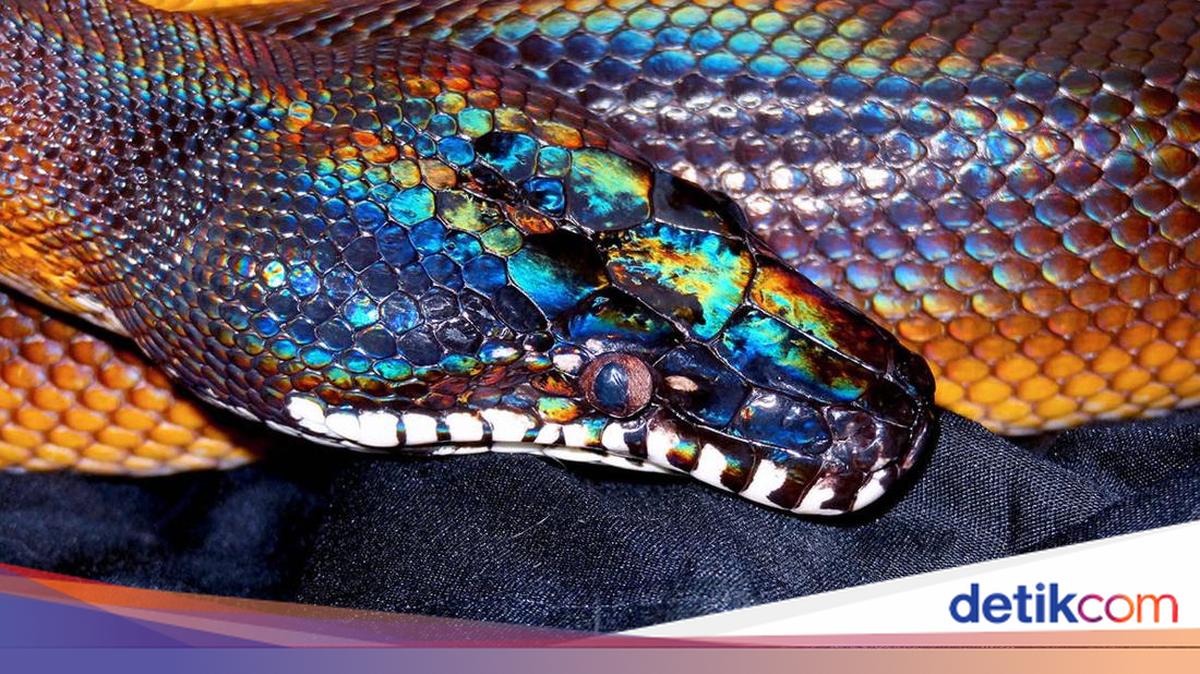 Porno kokrak opish Onlayn anal jinsiy aloqani orgatadi