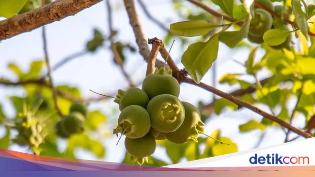 Eksperimen Konsumsi Buah Paling Berbahaya di Dunia, Begini Efeknya