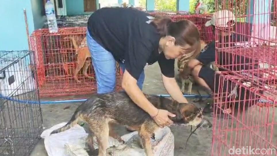 RUU Perdagangan Anjing-Kucing Ditolak DPR, Pemerhati Hewan Cemaskan Ini