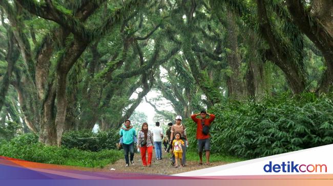 Wisata Hutan De Jawatan Banyuwangi