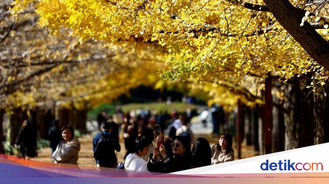 Menikmati Keindahan Daun Kuning Musim Gugur di Taman Jepang