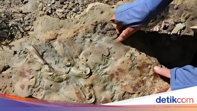 Fosil Grand Canyon Ungkap Rahasia yang Bisa Ubah Teori Evolusi