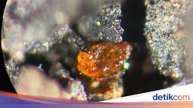 Temuan di Bawah Es Antartika Ungkap Wilayah Kutub Dulu Hutan