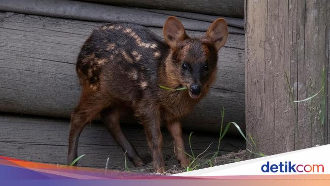 Potret Pudu Langka yang Lahir di Argentina