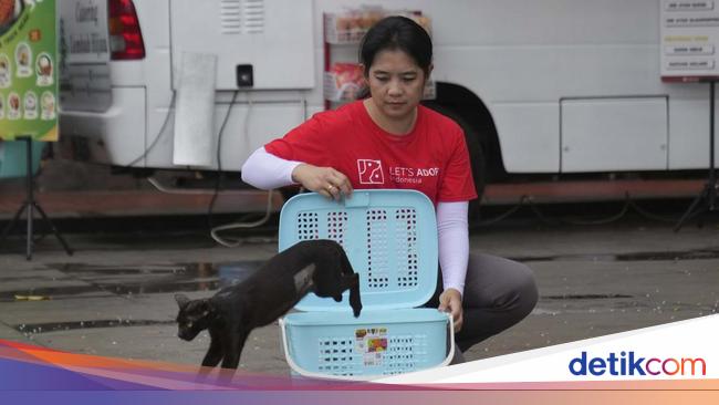 Cegah Overpopulasi, Kucing Liar di Jakarta Disterilisasi Massal