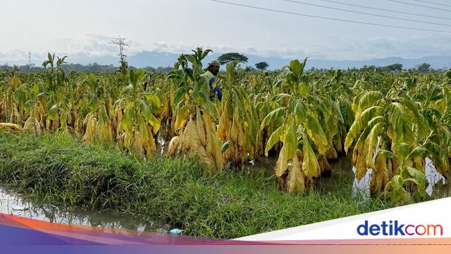 Industri Tembakau di Klaten Terancam Merosot