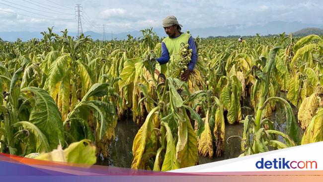 Petani Minta Pemerintah Tak Batasi Penjualan Produk Tembakau